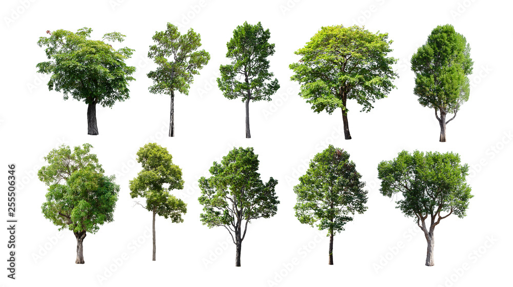 Isolated trees on white background. Isolated trees on white background.