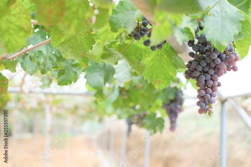 Grapes in garden photo