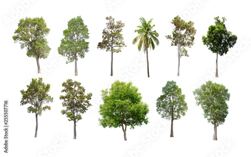 Isolated trees on white background.