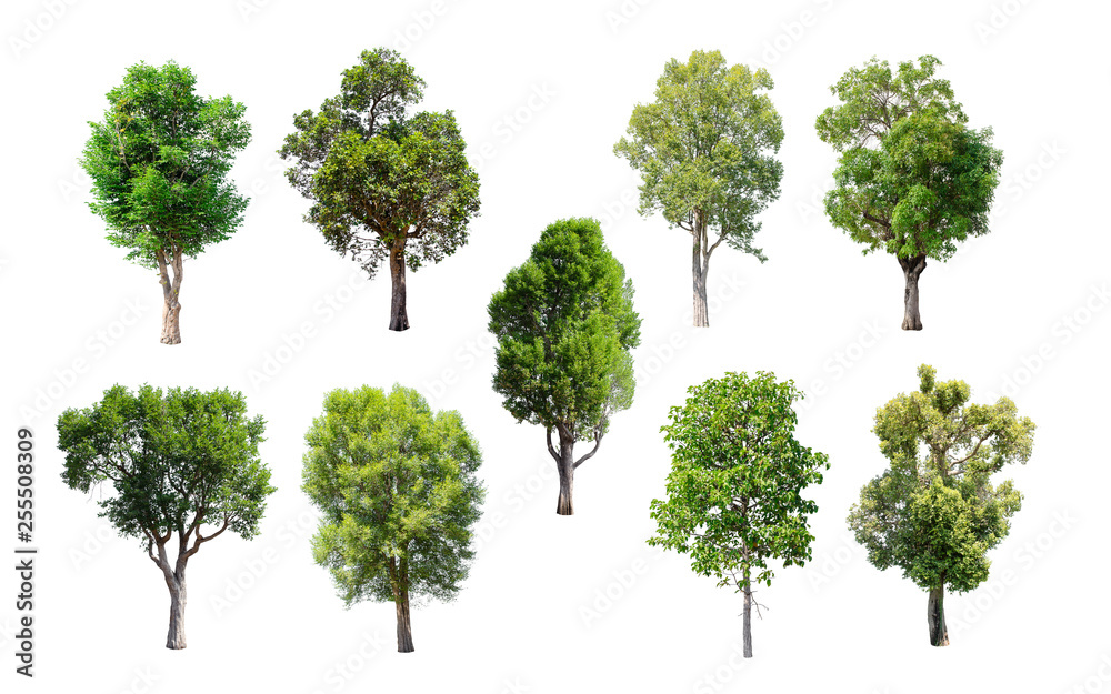 Fototapeta premium Isolated trees on white background.