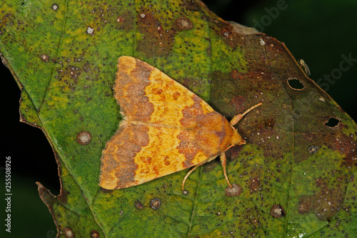 Tiliacea aurago Rotbuchen-Gelbeule DE, NRW, Dahlhausen, Radevormwald 16.09.2016 photo