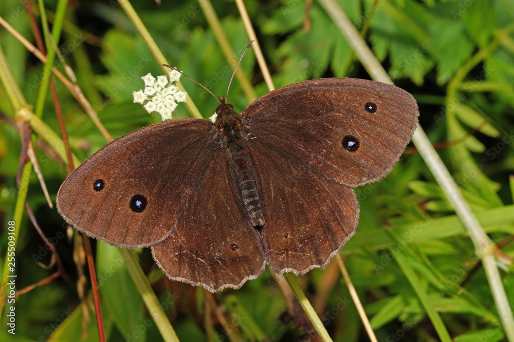 Fototapeta premium Minois dryas (SCOPOLI, 1763) Blauäugiger Waldportier, Männchen DE, BY, Murnauer Moos 02.08.2016