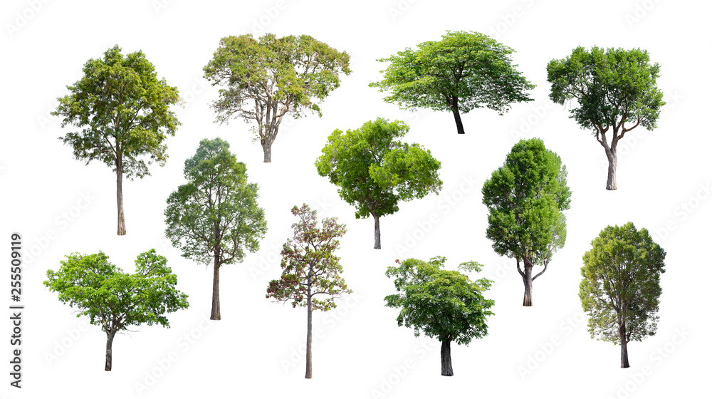 Isolated trees on white background.