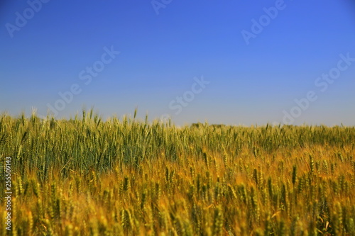 wheat field