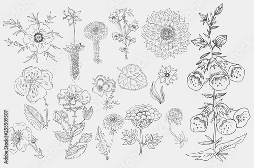 Set of cute hand drawn black ink flowers and herbs, plants.