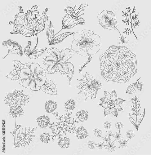 Set of cute hand drawn black ink flowers and herbs, plants.