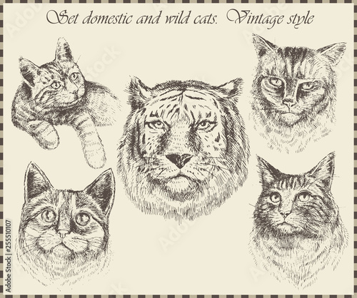 Photography Set domestic and wild cats.