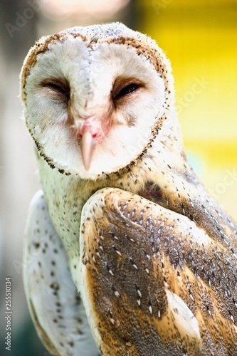 Fototapeta Naklejka Na Ścianę i Meble -  portrait of an owl