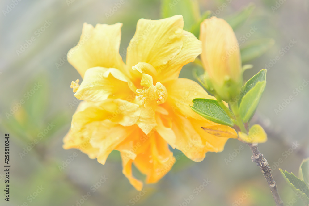 Spring yellow flower, flora of Vietnam Spring yellow flower, flora of Vietnam