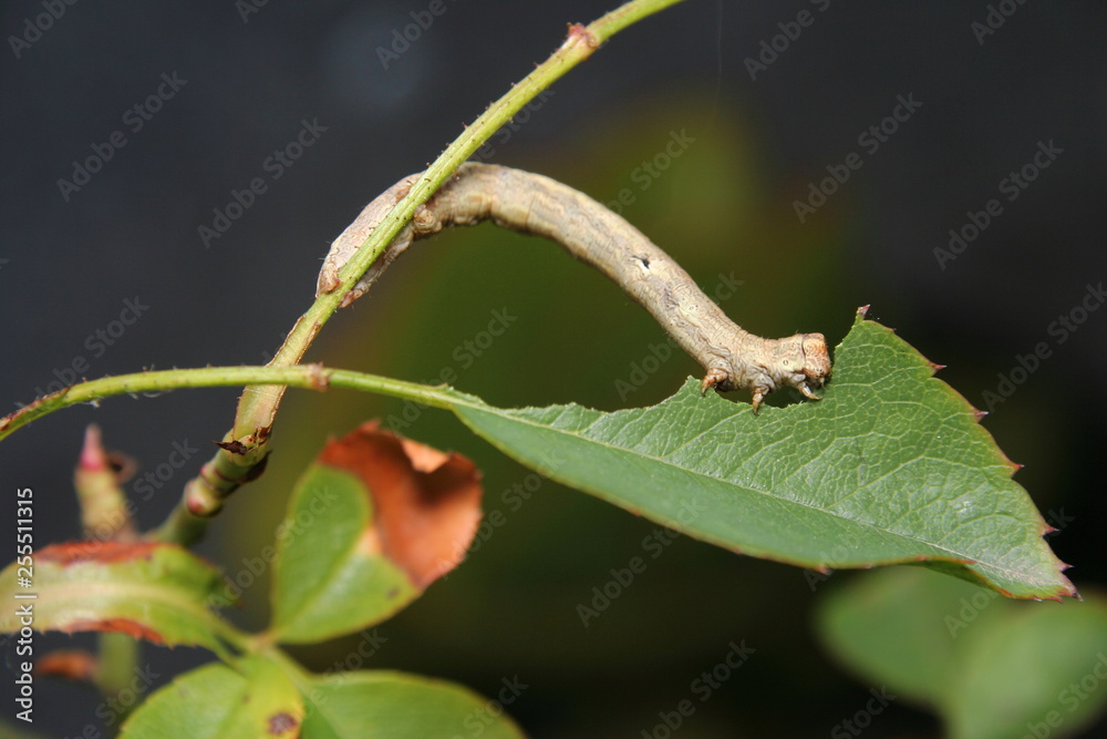 Looper Twig Caterpillar 'Geometridae Ennominae', feeding on a Rose leaf Looper Twig Caterpillar 'Geometridae Ennominae', feeding on a Rose leaf