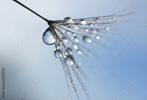 Water drops on a dandelion seed close up. Nature background.