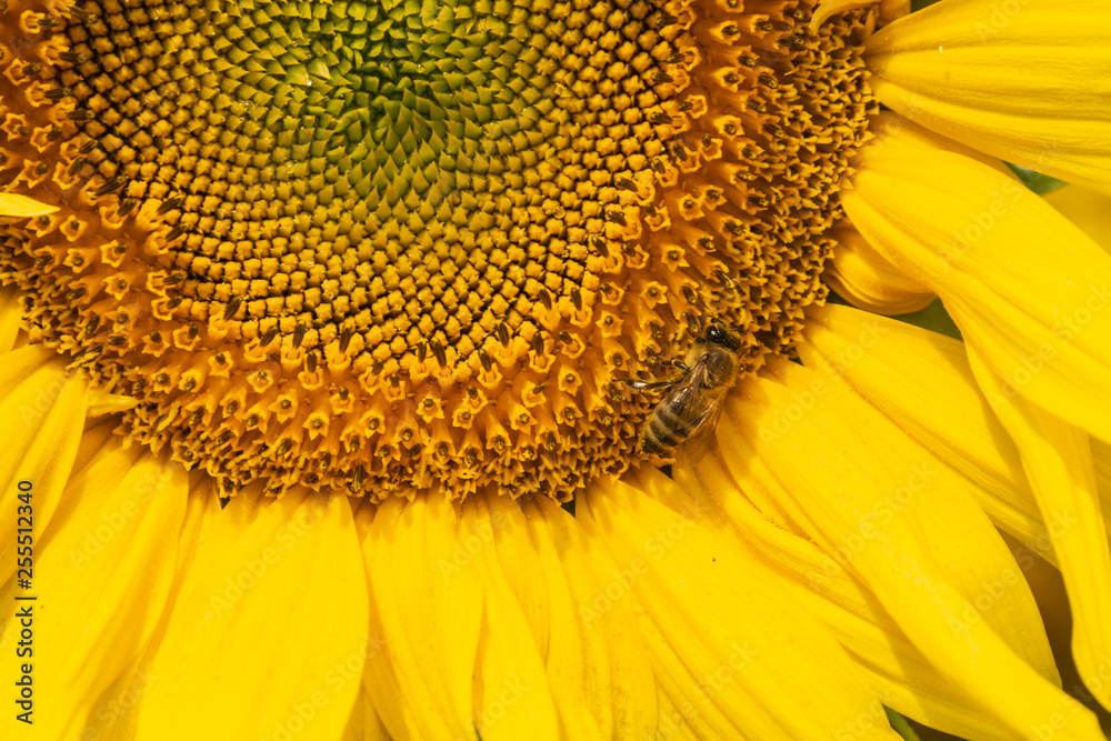 Sunflower agricultural background. Sunflower agricultural background.