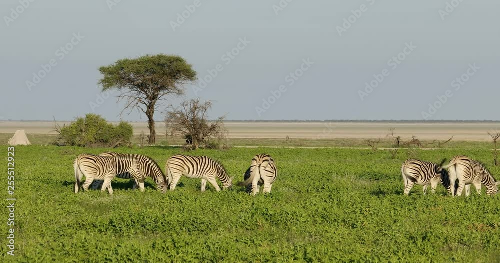 Plains zebras (Equus burchelli) feeding on the plains of Etosha National Park, Namibia Plains zebras (Equus burchelli) feeding on the plains of Etosha National Park, Namibia