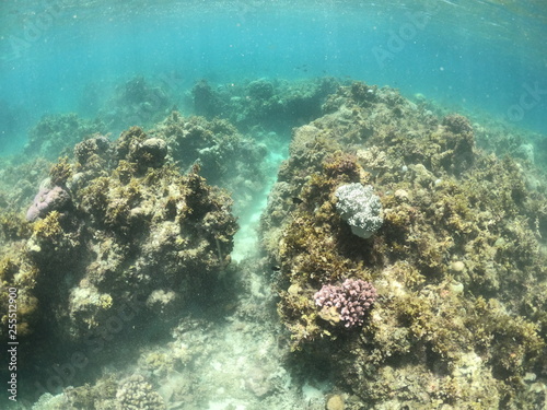 fond marin, snorkeling, Cabilao, Philippines