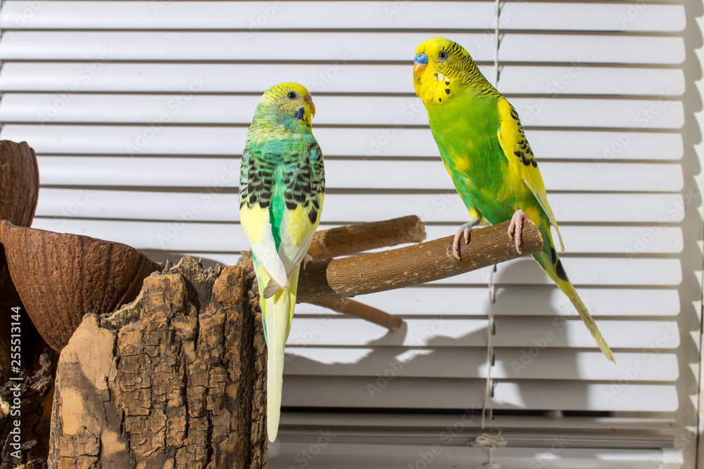 Obraz premium two budgies