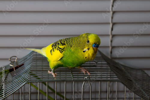 green-yellow wavy parrot