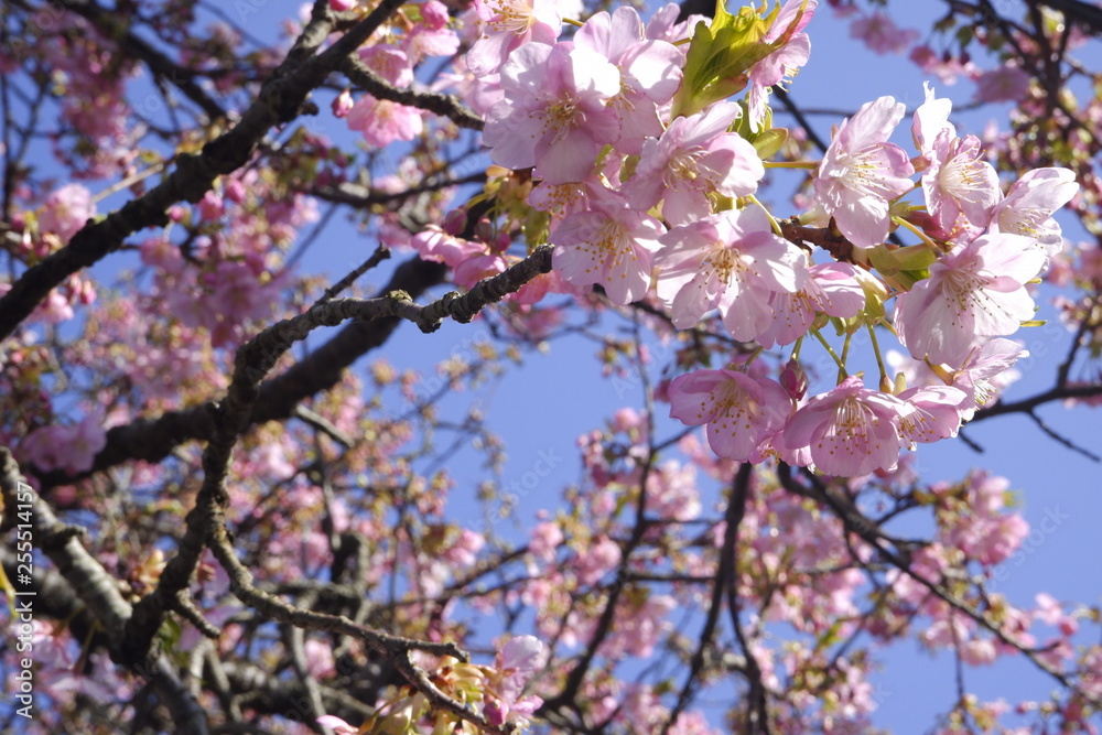 close-up Japan cherry blossom pink flower sakura branch nature background. close-up Japan cherry blossom pink flower sakura branch nature background.