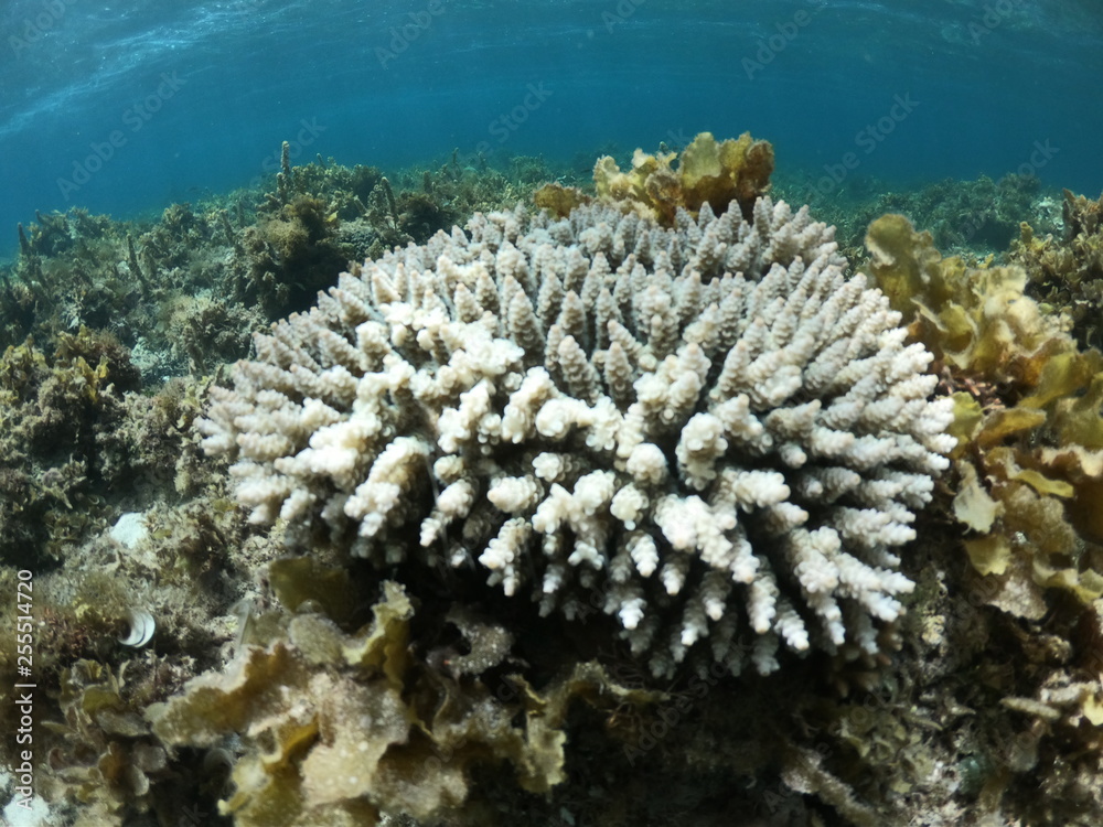 Naklejka premium fond marin, Snorkeling, Cabilao, Philippines