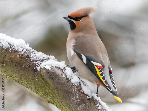 Waxwing