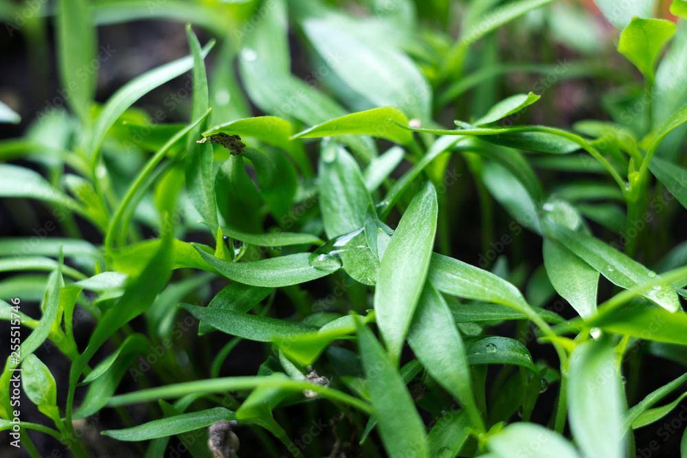Pepper seedlings - young green foliage of Bulgarian pepper with water droplets on the leaves. Spring plant seedlings, background Pepper seedlings - young green foliage of Bulgarian pepper with water droplets on the leaves. Spring plant seedlings, background