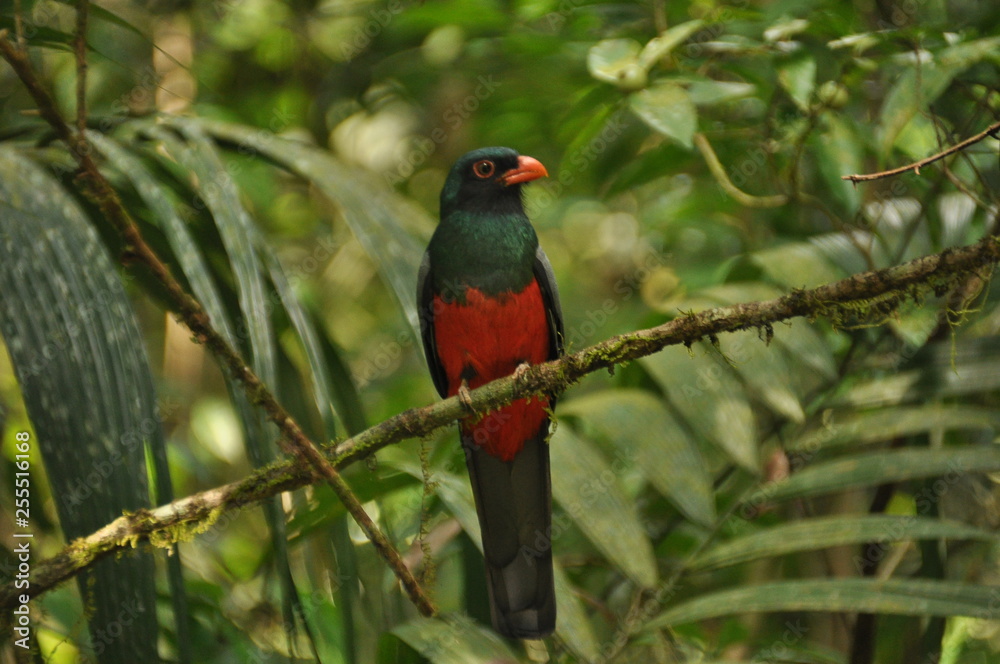 Slaty-tailed trogon perched on a branch in a tropical forest in Gamboa in Panama