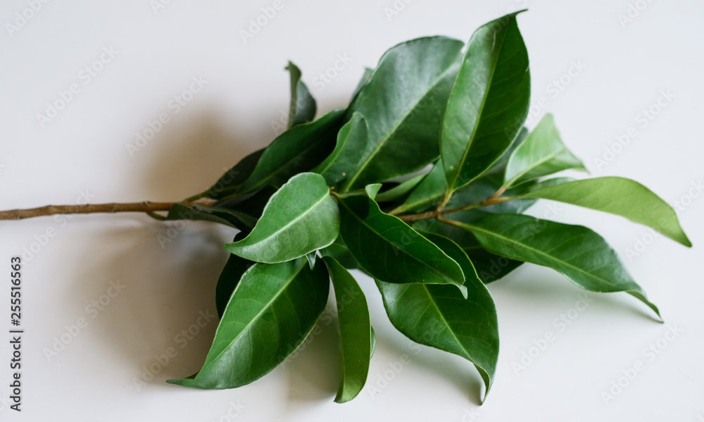 Indonesian bay leaf or Indian bay leaf on white background. The leaves