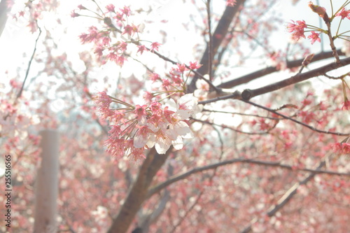 幻想的でかっこいい春の桜