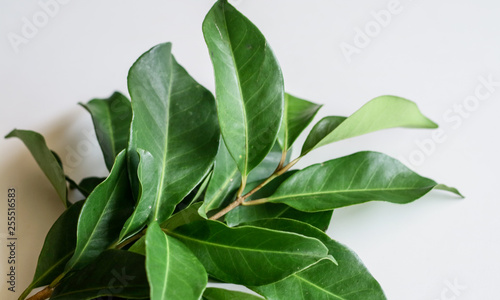 Indonesian bay leaf or Indian bay leaf on white background. The leaves of the plant are traditionally used as a food flavouring, and have been shown to kill the spores of Bacillus cereus