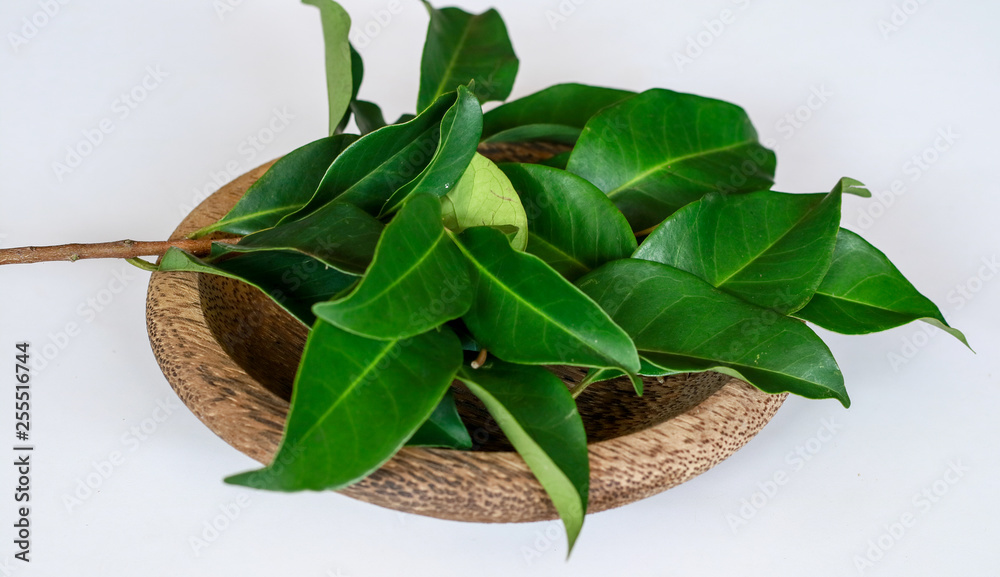 Indonesian bay leaf or Indian bay leaf on wood plate. The leaves of the  plant are
