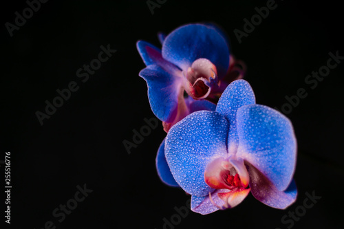 blue orchid with drops of water on a black background photo