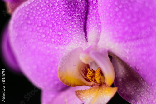 purple  pink orchid with drops of water on a black background