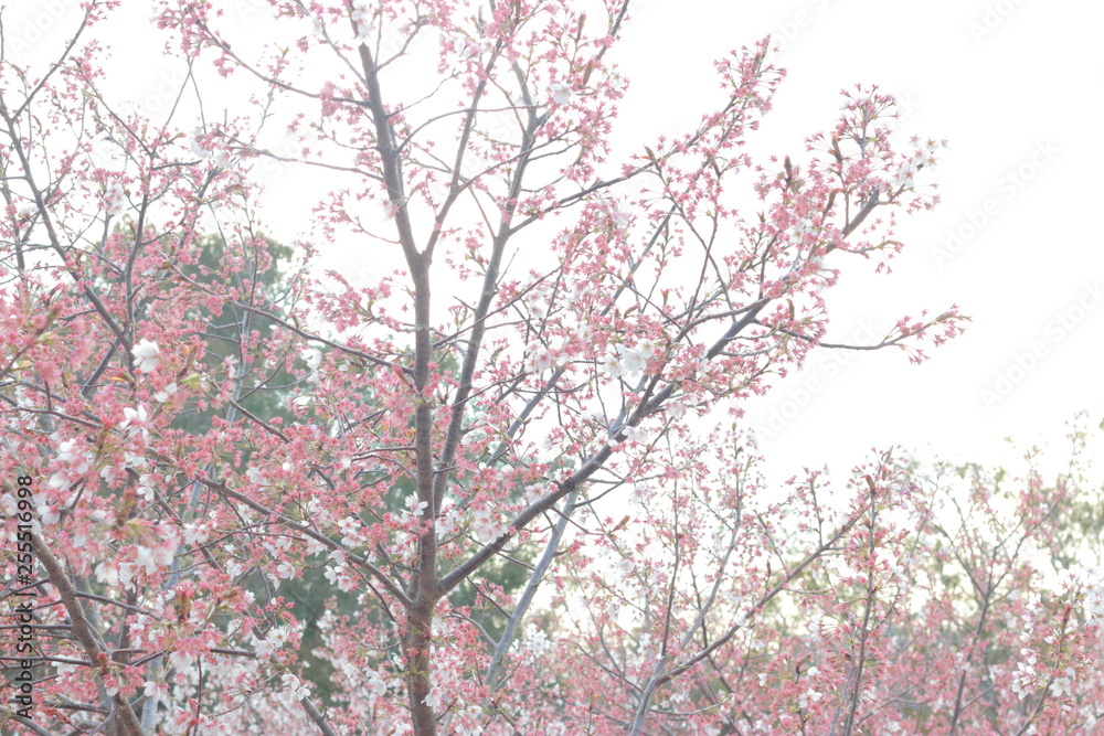 春の風に舞う満開の桜