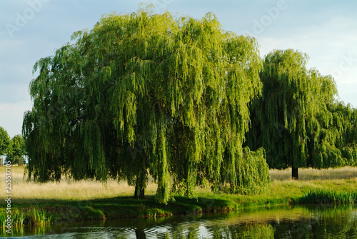 Weeping willow tree, England, UK