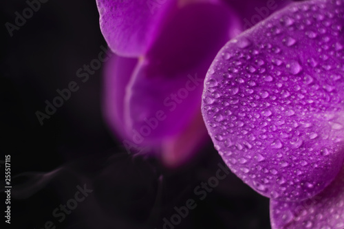 purple, pink orchid with drops of water on a black background