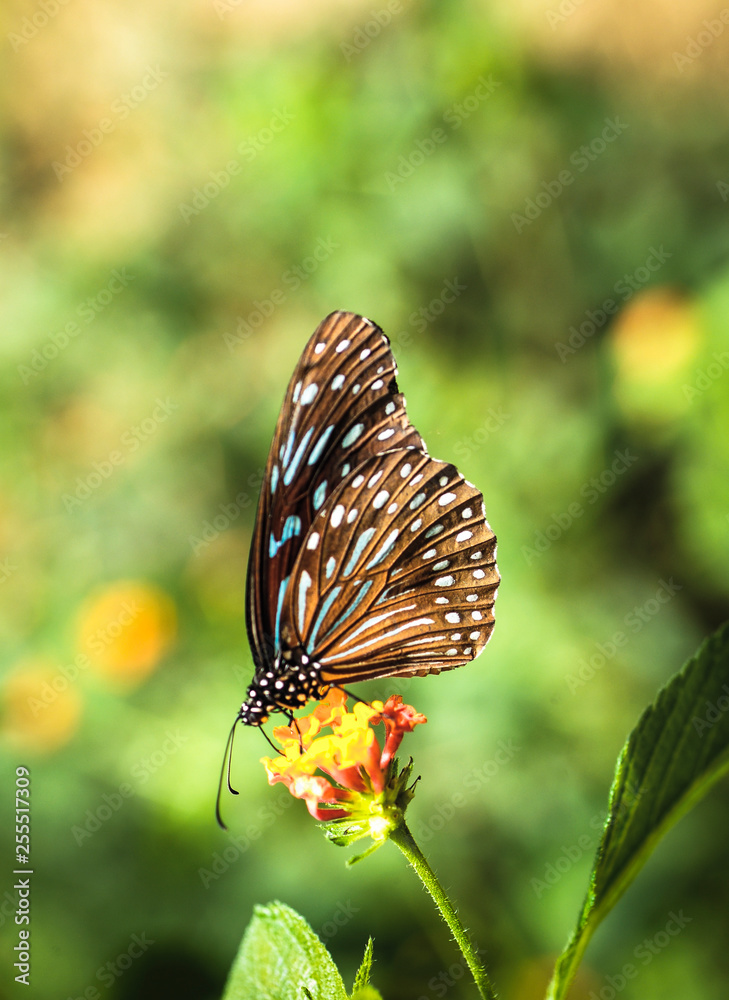Obraz premium Butterfly feeding on flower