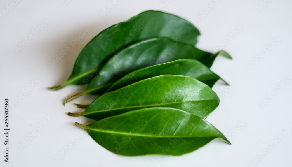 Indonesian bay leaf or Indian bay leaf on white background. The leaves