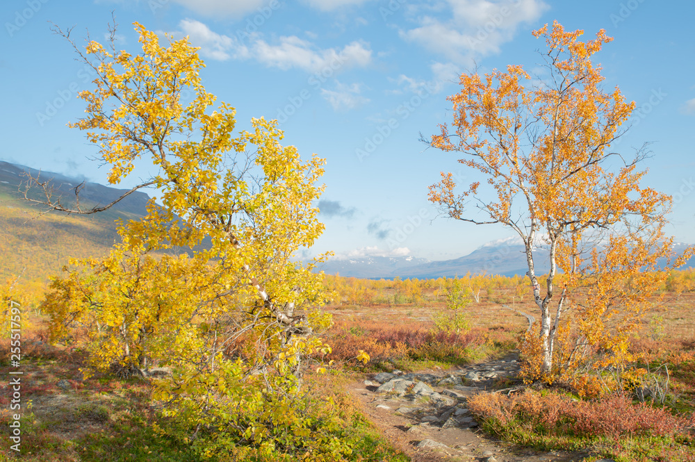 Mountain landscape in autumn. Abisko national park in Sweden.