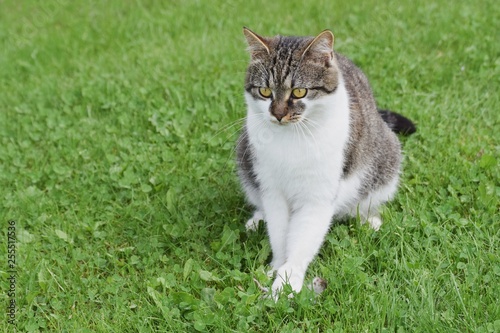Domesticated cat caught mouse sitting on the green lawn