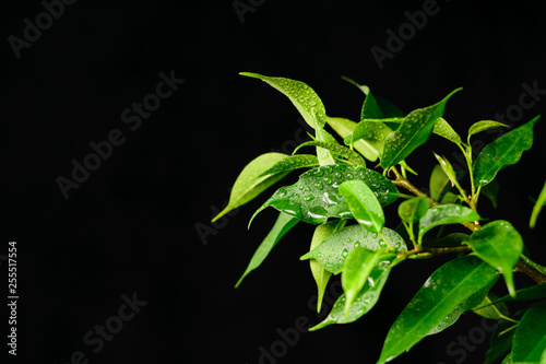 green leaves with drops of water on a black background