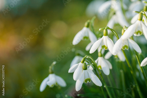 Snowdrop flowers with blurred copy space © mreco