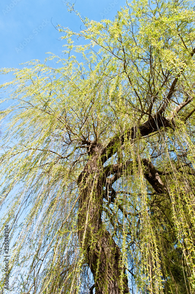 Fototapeta premium Weeping willow tree