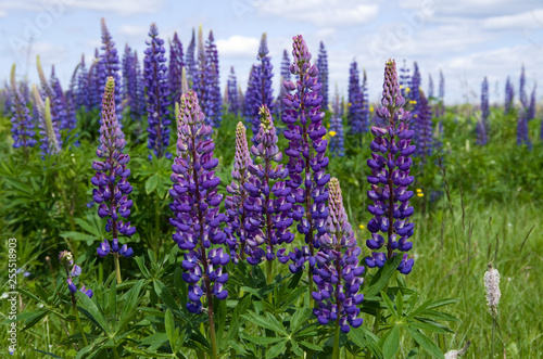 flowers lupines