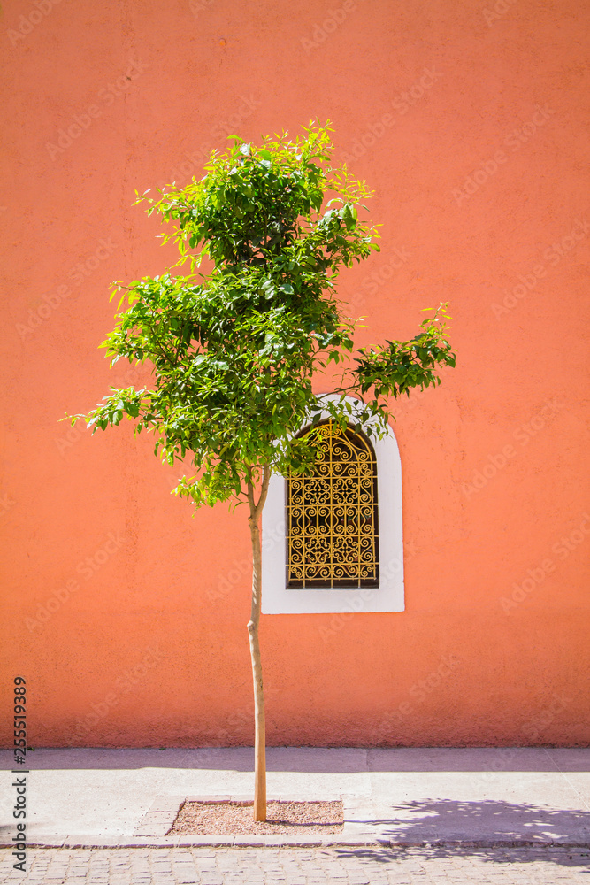coral orange tree