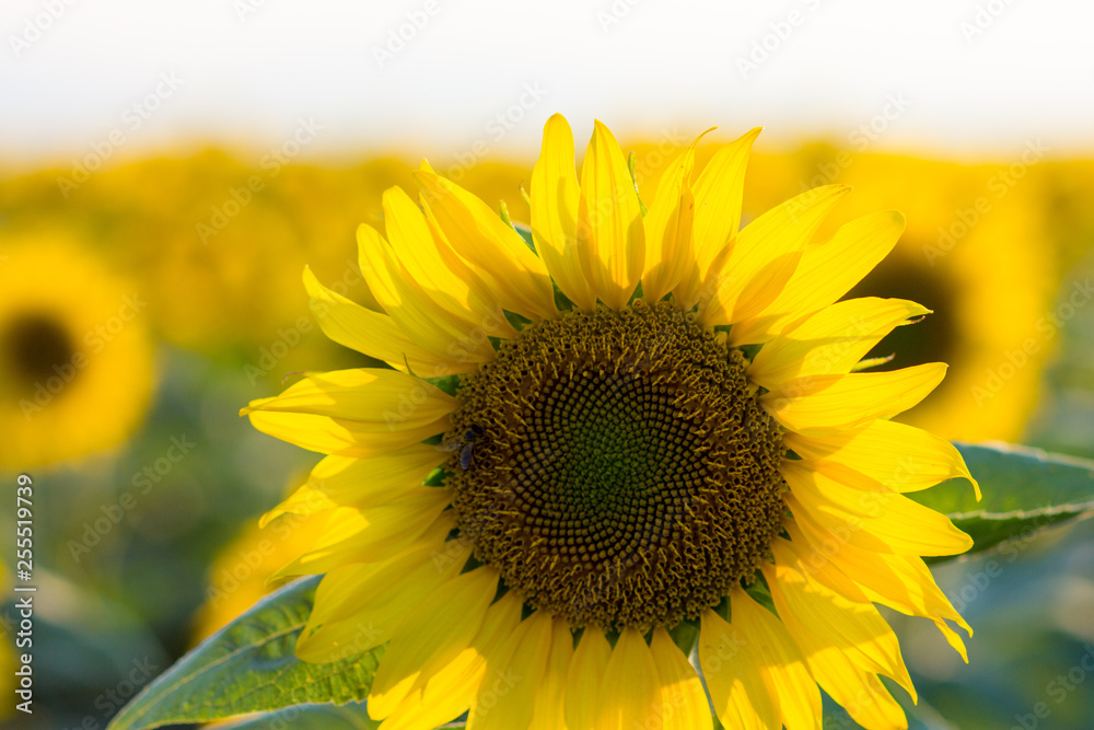 Fototapeta premium sunflower in the field