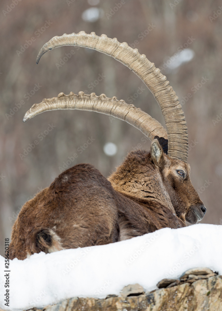 Ritratto del re delle Alpi, stambecco alpino (Capra ibex)