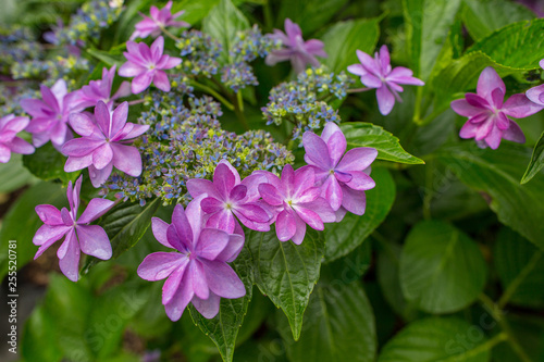 Hydrangea, Ajisai