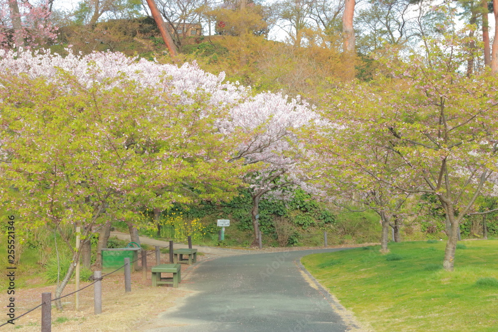 Obraz Piękna sakura z zielonego i wiśniowego kwiatu, która kwitnie w ekscytującej wiosny