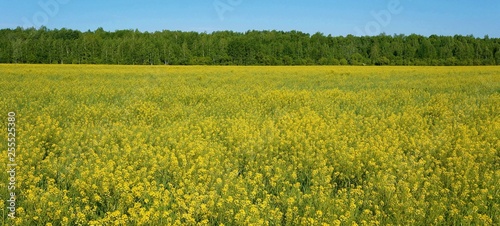 Fototapeta Naklejka Na Ścianę i Meble -  Beautiful field of yellow wildflowers