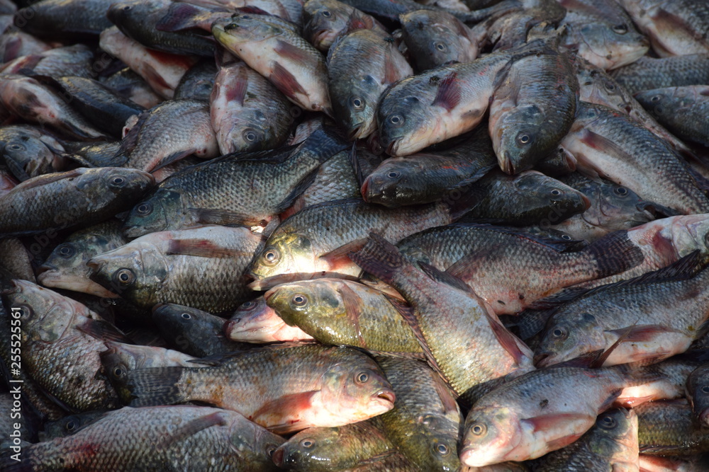 Fisch auf dem Fischmarkt Fisch auf dem Fischmarkt