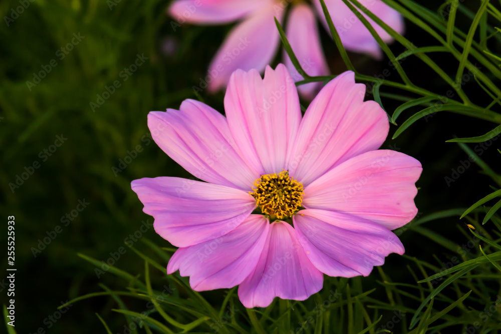 Close up beautiful Blooming flower Thailand in the garden. Close up beautiful Blooming flower Thailand in the garden.
